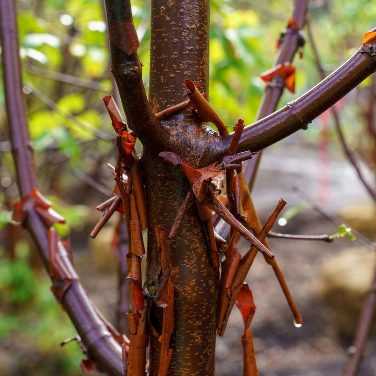 Paperbark Maple 7 foot B038B