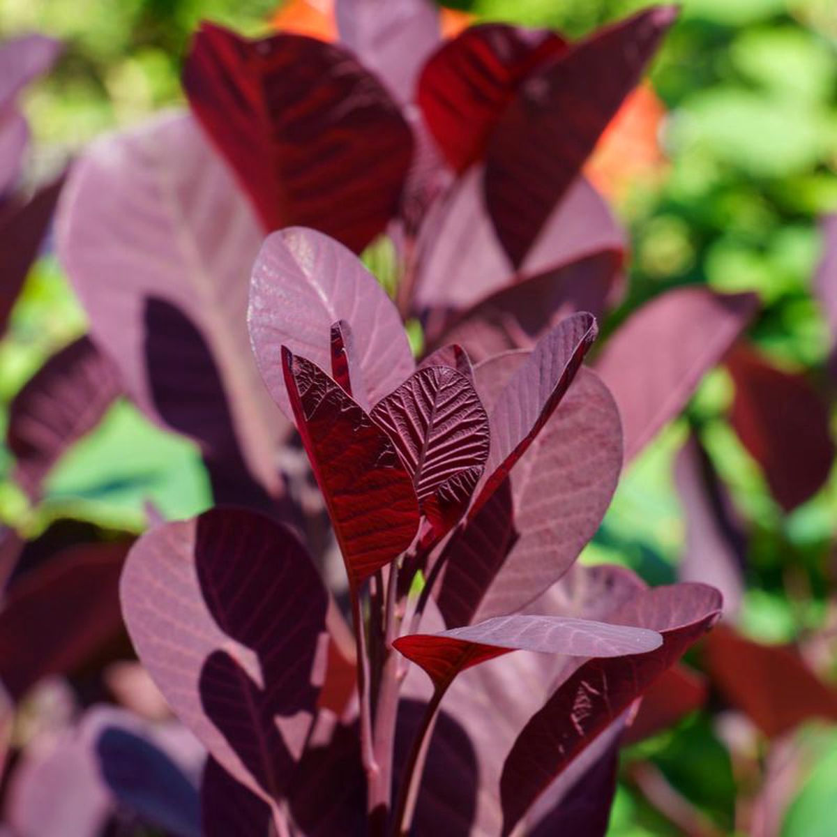 Winecraft Black Smokebush 10 Gallon