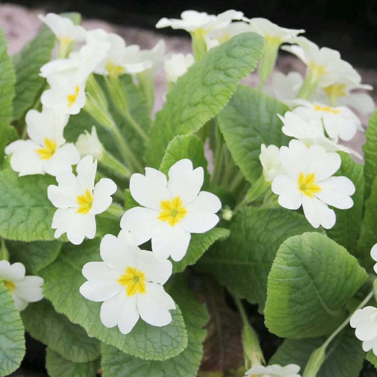 Primula Vulgaris Aquatic Pond Plant 8211 English Primrose 5ltr Pot Size