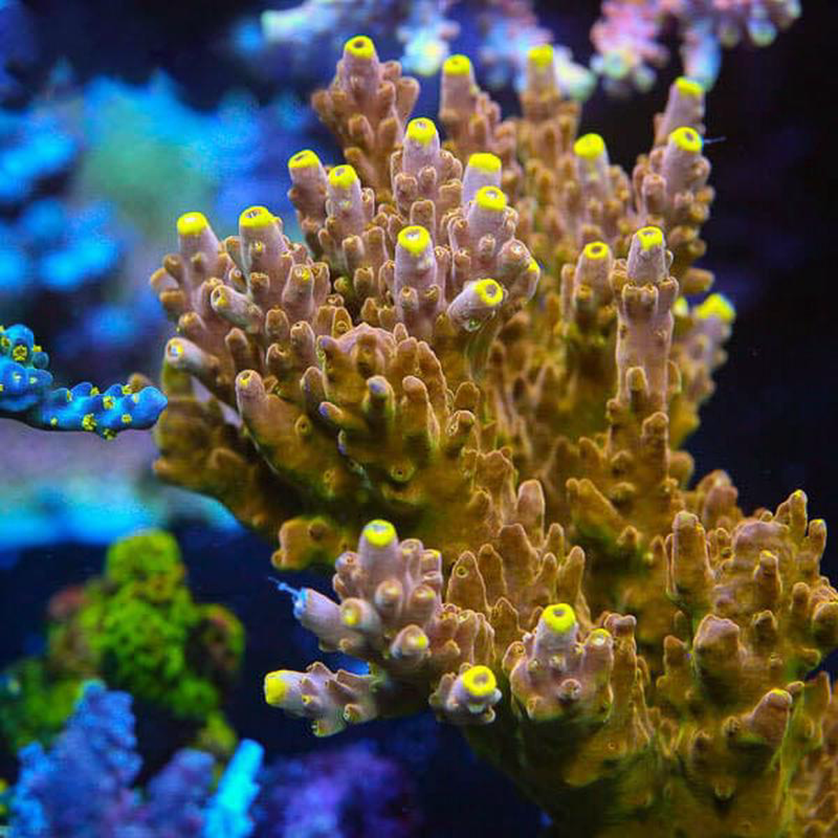 CB Golden Jawdropper Acropora Coral