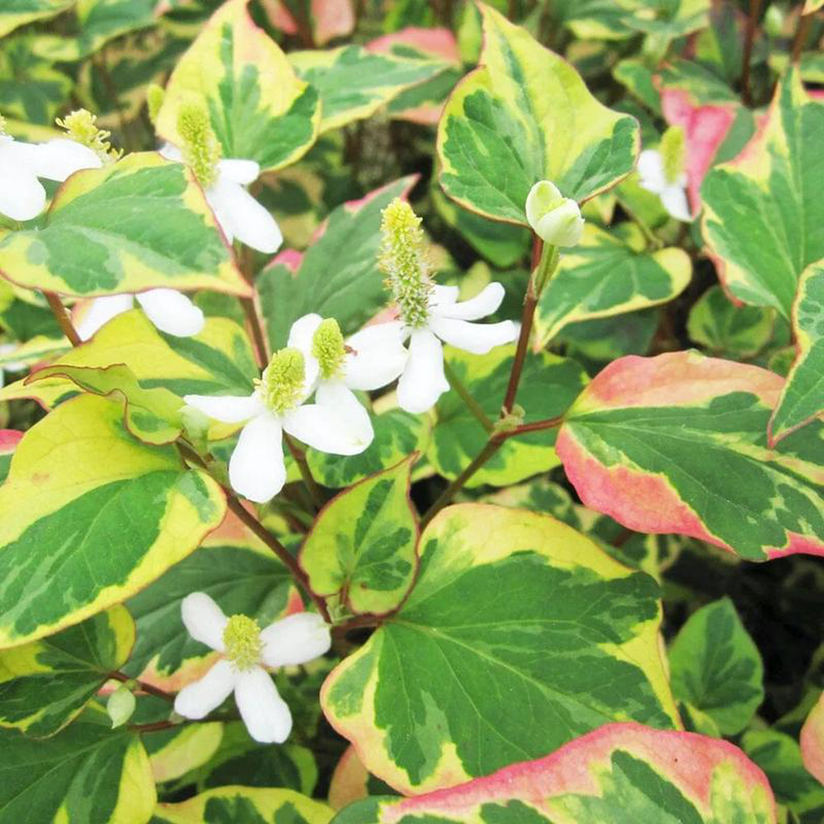 Houttuynia Cordata Chameleon Aquatic Pond Plant 8211 Chameleon Plant 9cm (3 Pack)