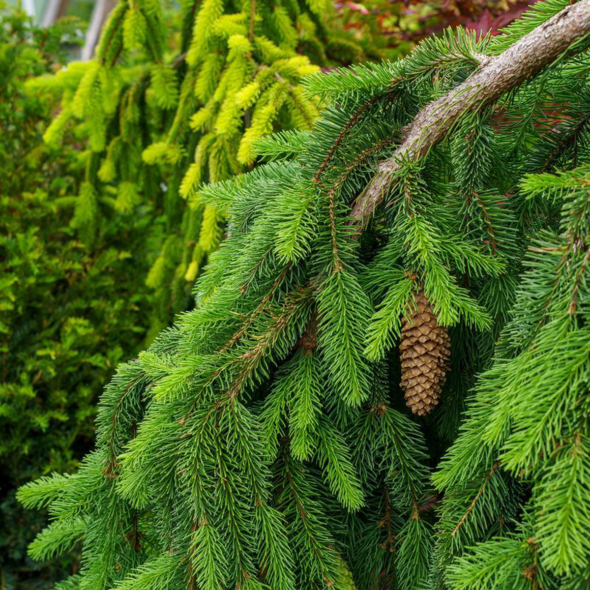 Weeping Norway Spruce 5 foot Container
