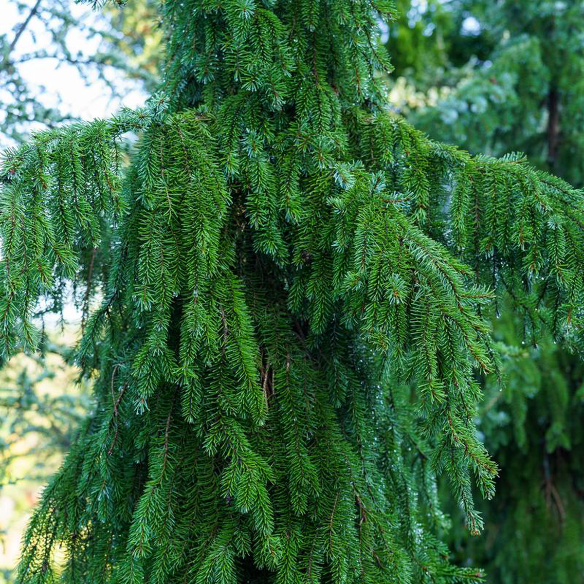 Weeping Serbian Spruce 8 to 10 foot B038B