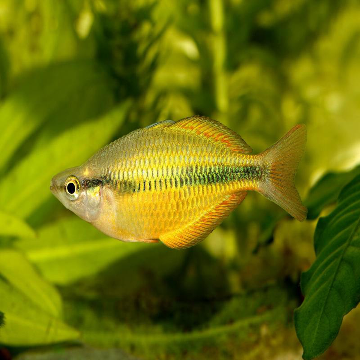 Lake Tebra Rainbowfish 8211 M herbertaxelrodi