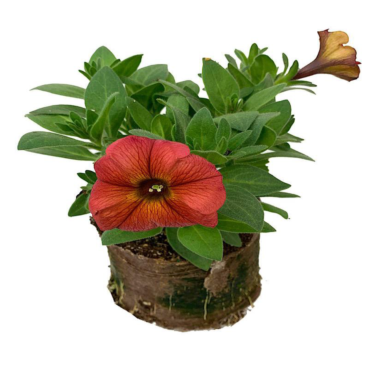 Petchoa 8216Supercal Premium Cinnamon8217 4 Inch