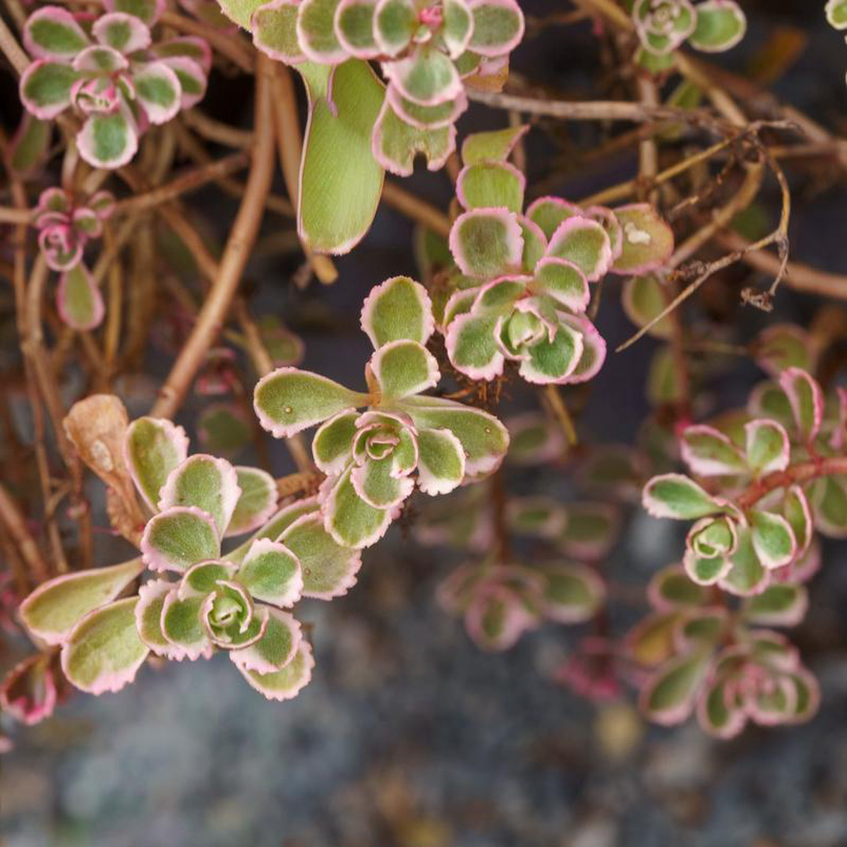 Tricolor Stonecrop 1 Gallon