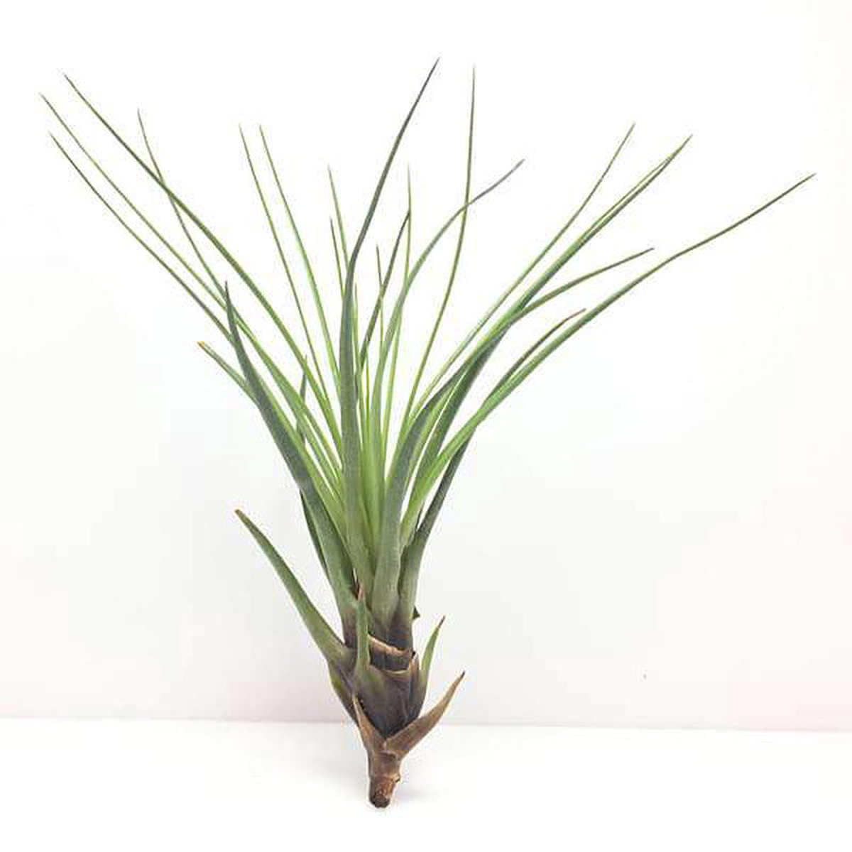 Air Plant Tillandsia tricolor (Big) 8211 Plant
