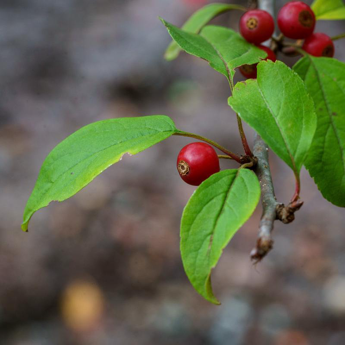 Redbud Crabapple 2 inch B038B