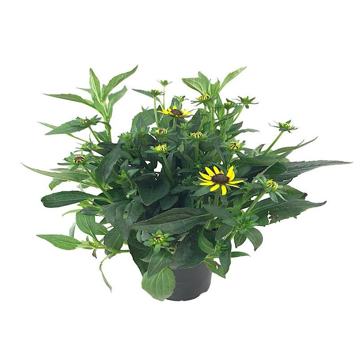 Rudbeckia 8216Little Goldstar8217 Quart
