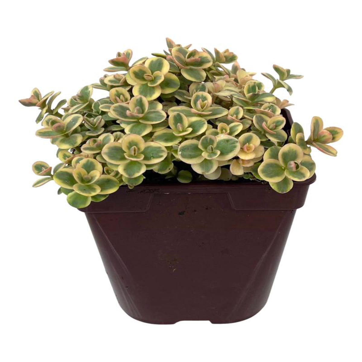 Sedum 8216Lime Twister8217 Quart