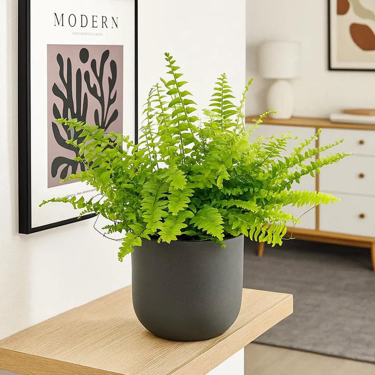 15 8211 25cm Nephrolepis Boston Fern 12cm Pot House Plant