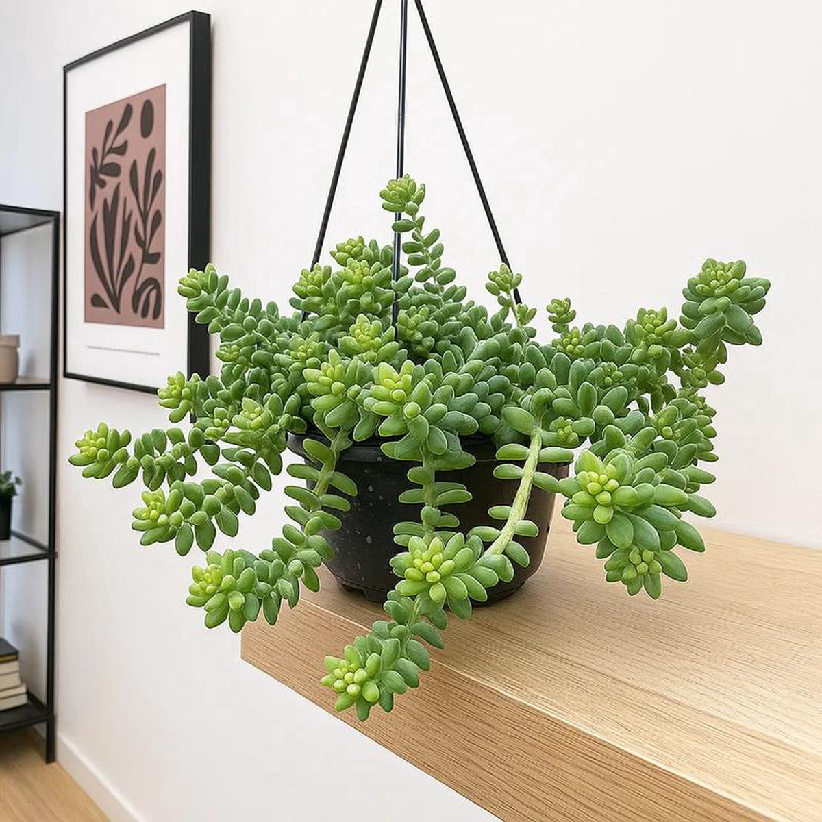 20 8211 25cm Sedum Burrito Succulent in Hanging 14cm Pot