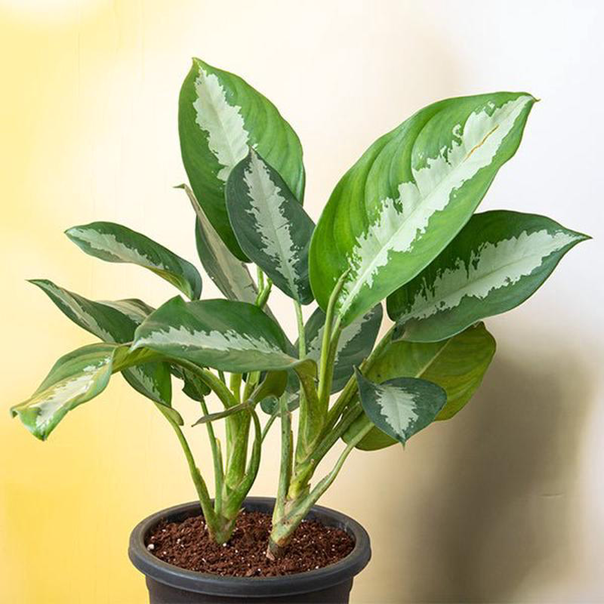 Aglaonema Jubilee Petite 8211 Plant