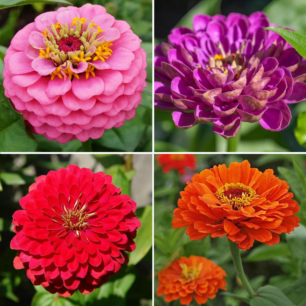 Annies Zinnia Collection (Zinnia elegans) Annual