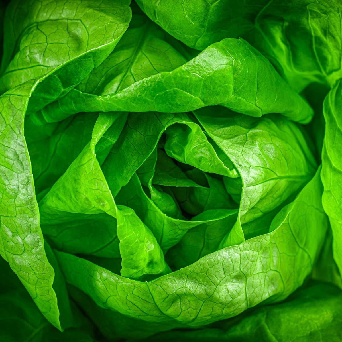 Bibb Lettuce (Lactuca sativa)