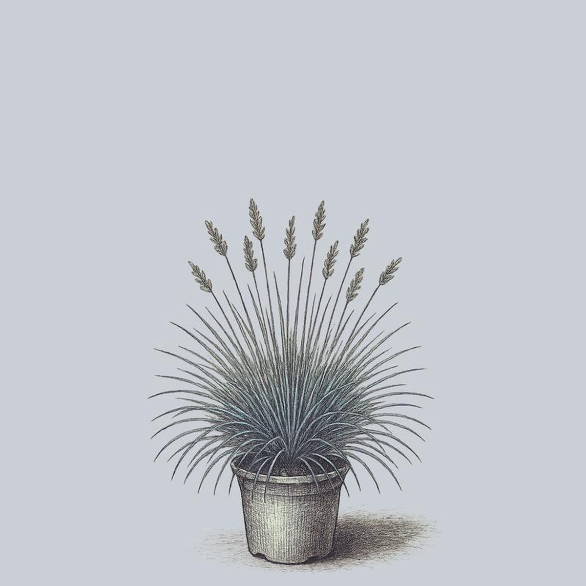 Elijah Blue Blue Fescue 2 Gallon