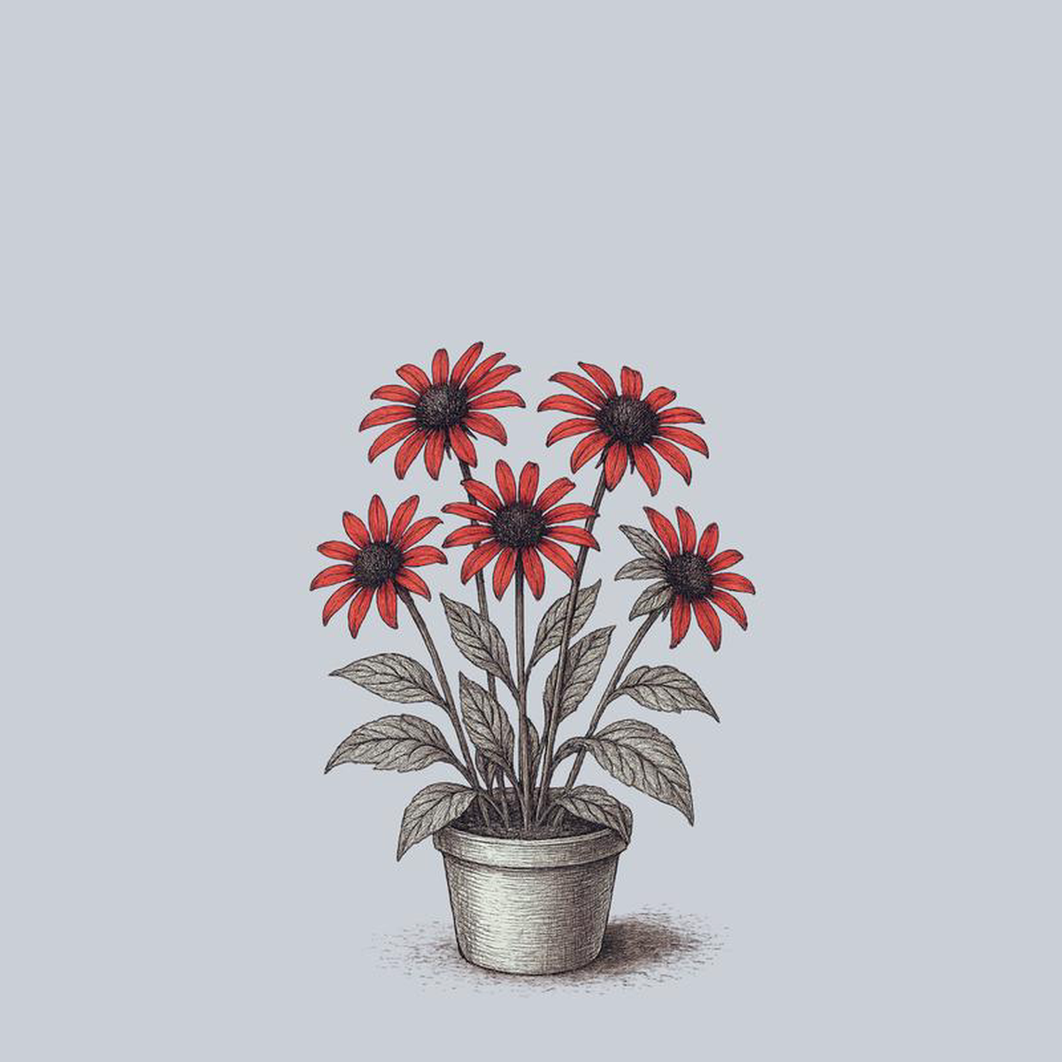 Tomato Soup Coneflower 1 Gallon
