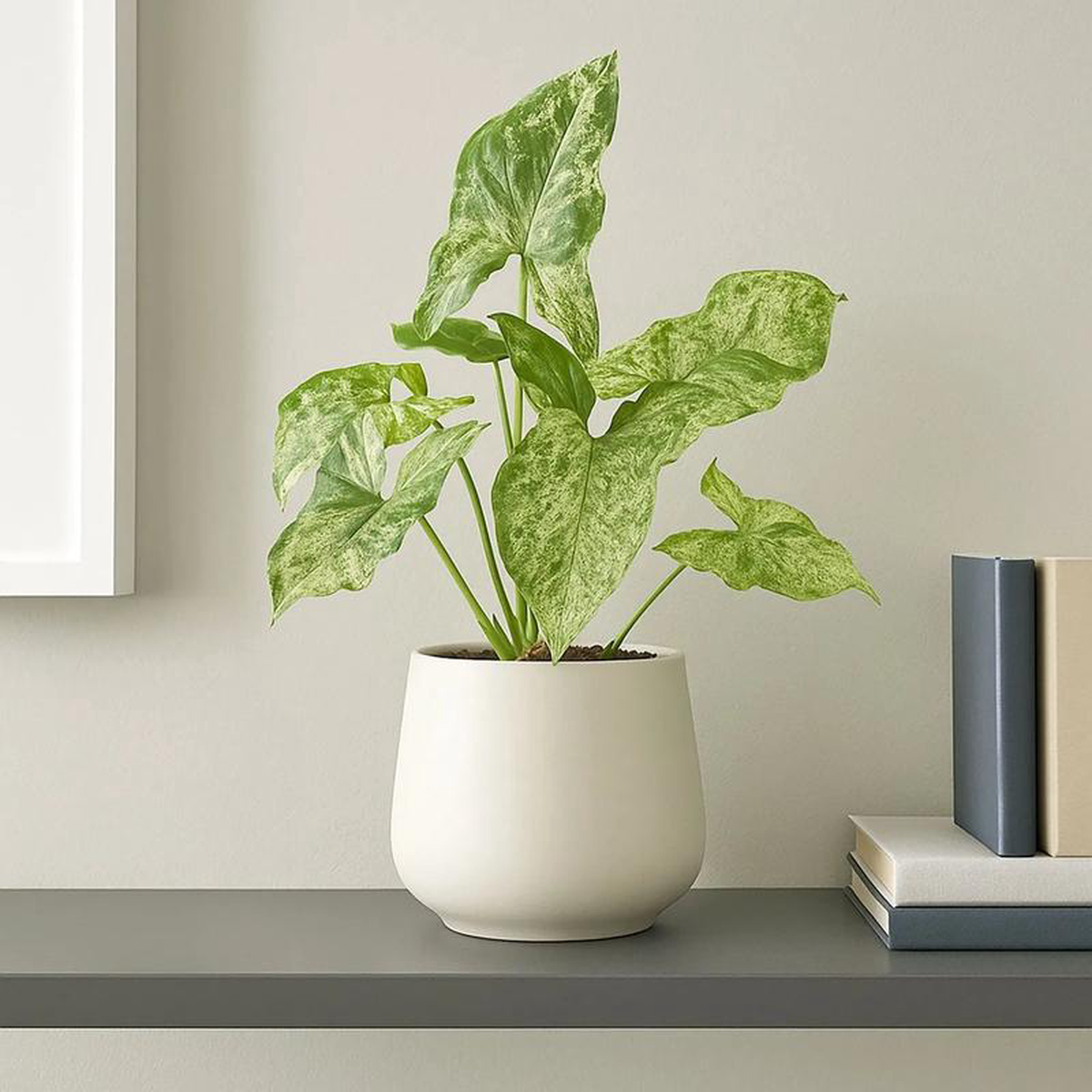 25 8211 35cm Syngonium Mottled Arrowhead Plant 12cm Pot House Plant