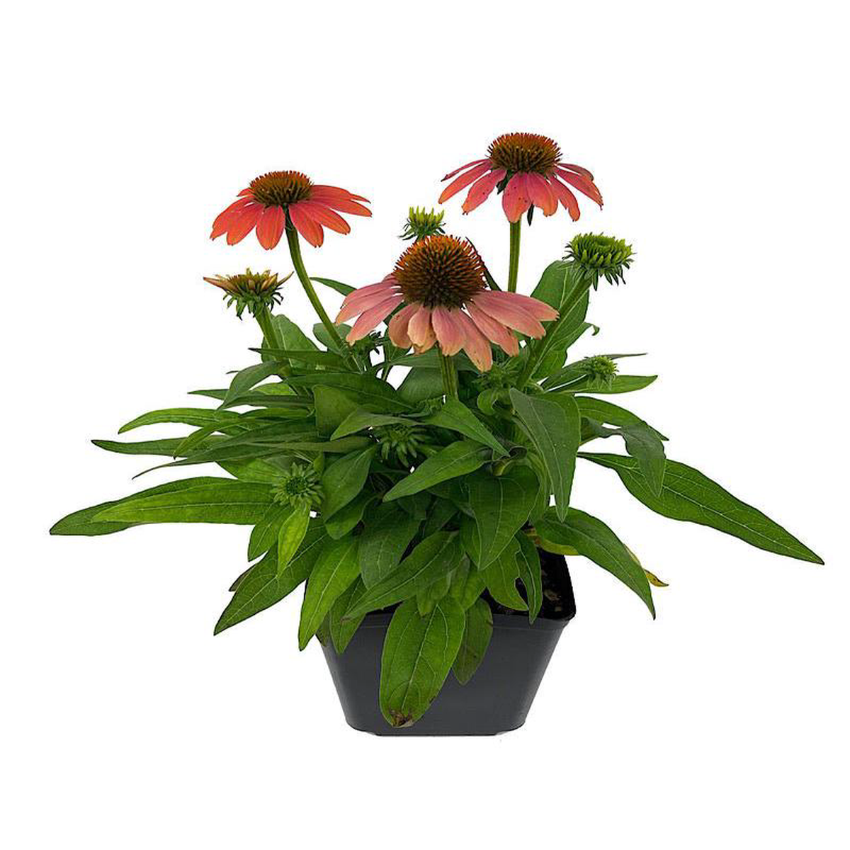 Echinacea 8216Sombrero Poco Hot Coral8217 1 Gallon