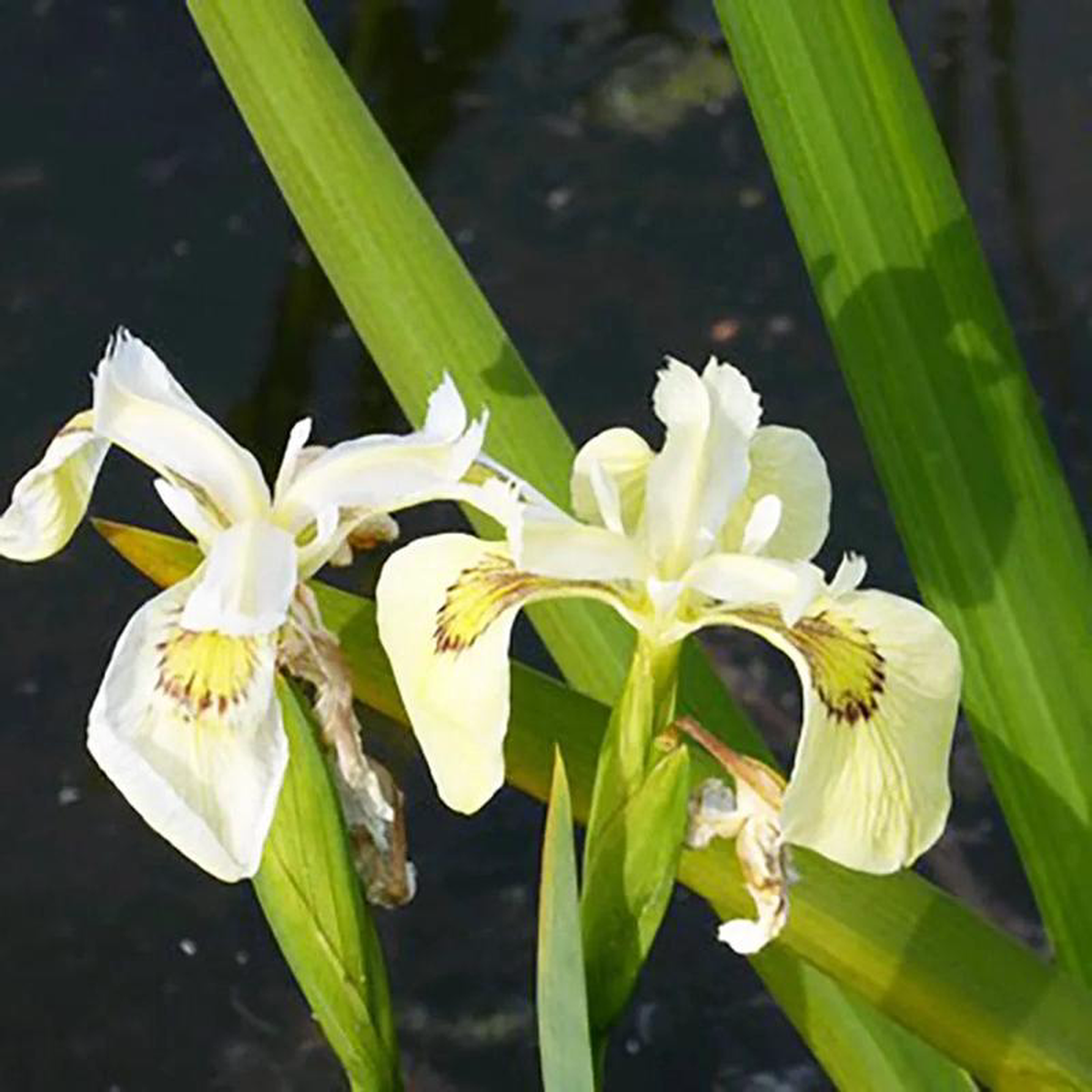 Iris Pseudacorus Alba Aquatic Pond Plant 8211 Yellow Flag Iris 1ltr (3 Pack)