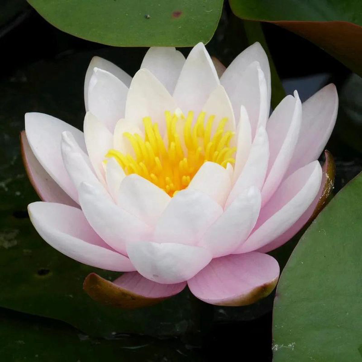 Nymphaea Marliacea Rosea Aquatic Pond Plant 8211 Water Lily 2lt Pot Size