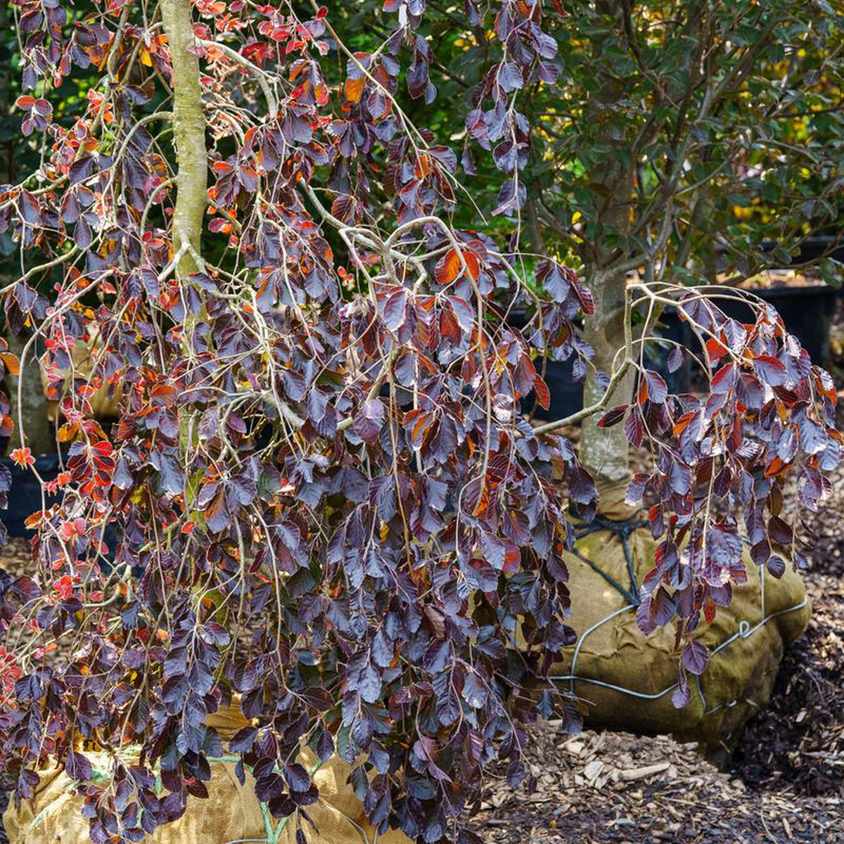 Purple Fountain Beech 6 inch B038B