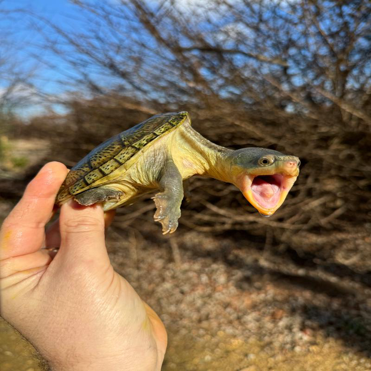Vampire Musk Turtle Adult Female 1 (Claudius angustatus)