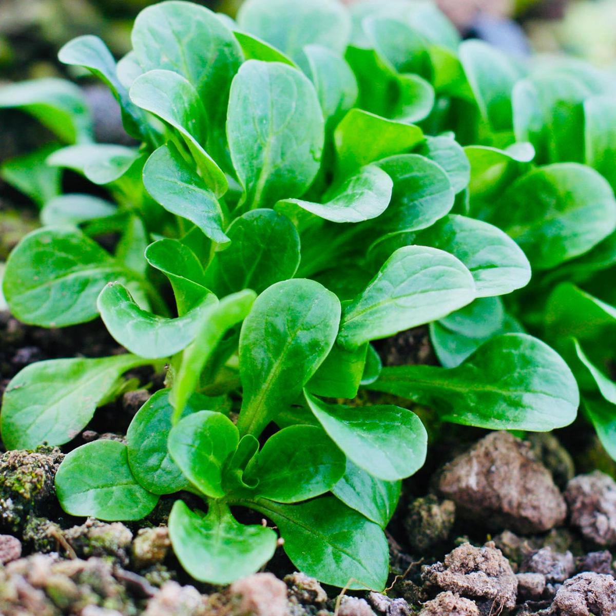 Verte de Cambrai Mache (Valerianella locusta)