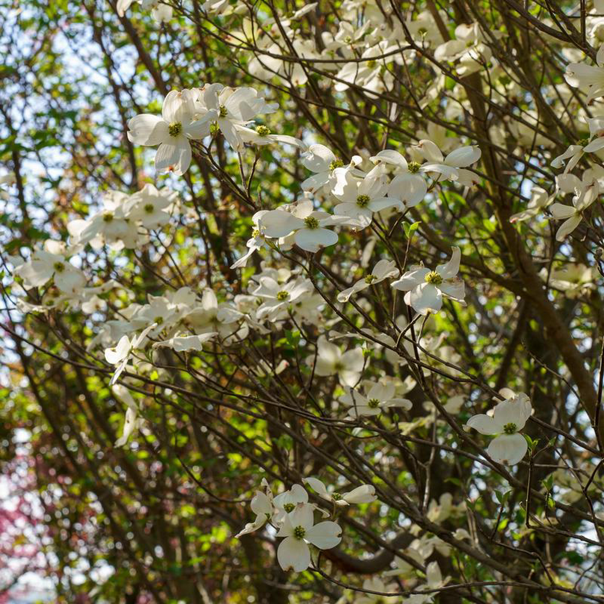 Cherokee Princess Dogwood 5 foot B038B