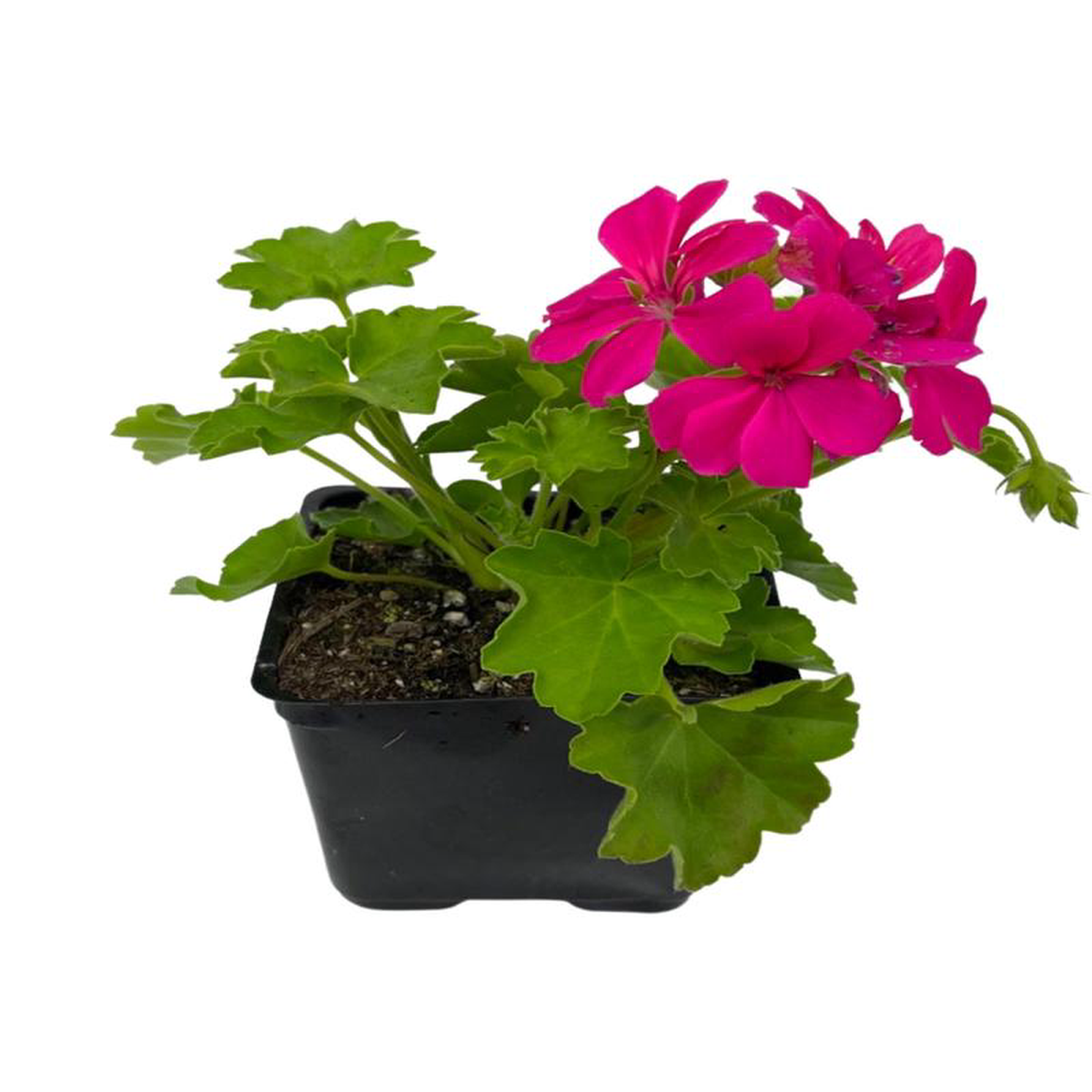 Geranium Zonal 8216Caliente Rose8217 4 Inch