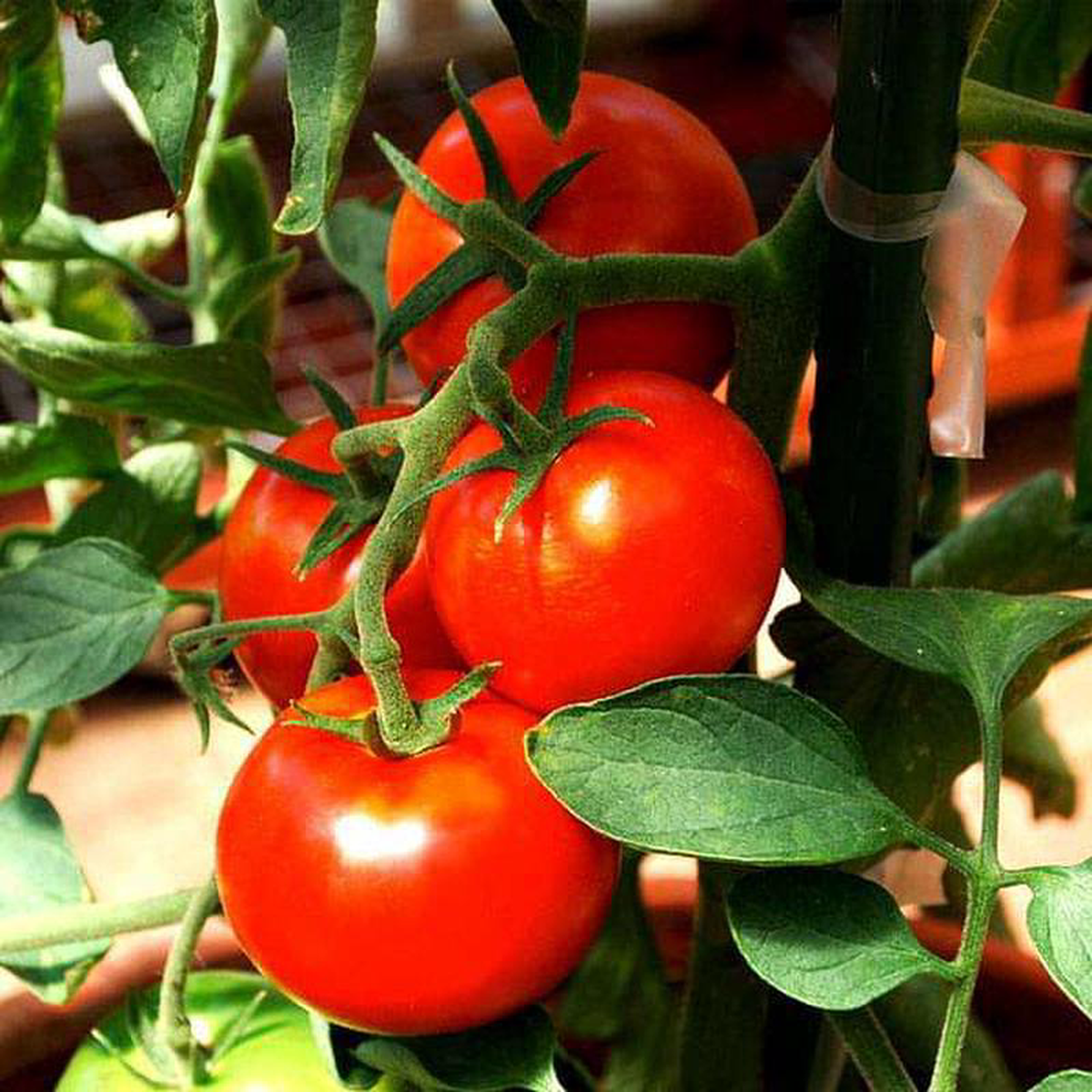 Tomato Ped 8211 Desi Vegetable Seeds