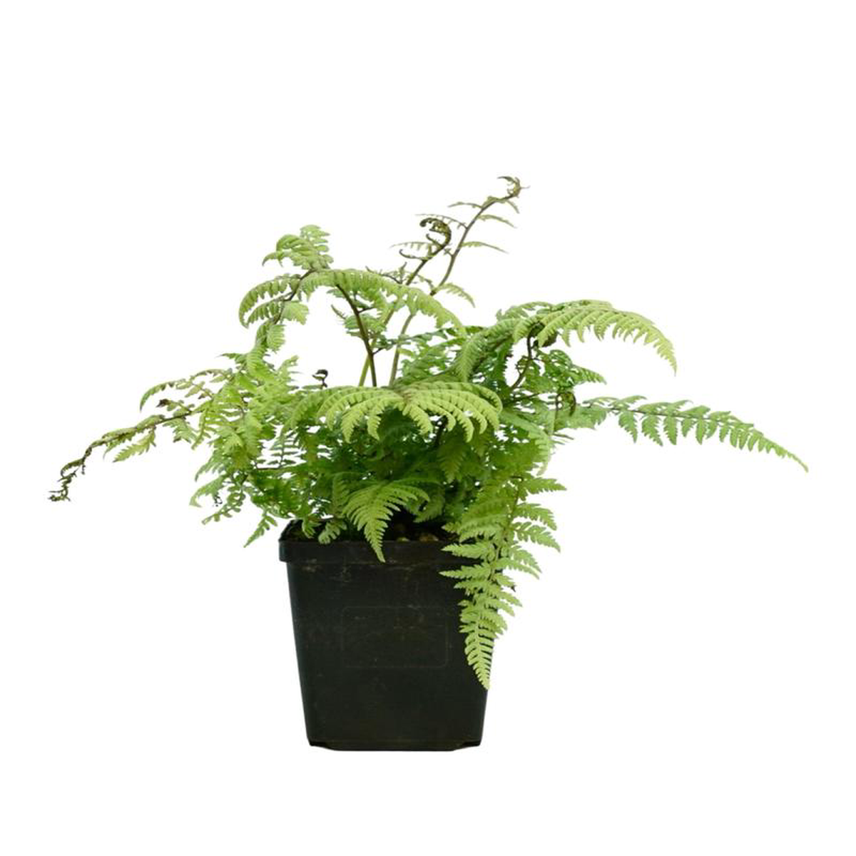 Athyrium 8216Ghost8217 4 Inch