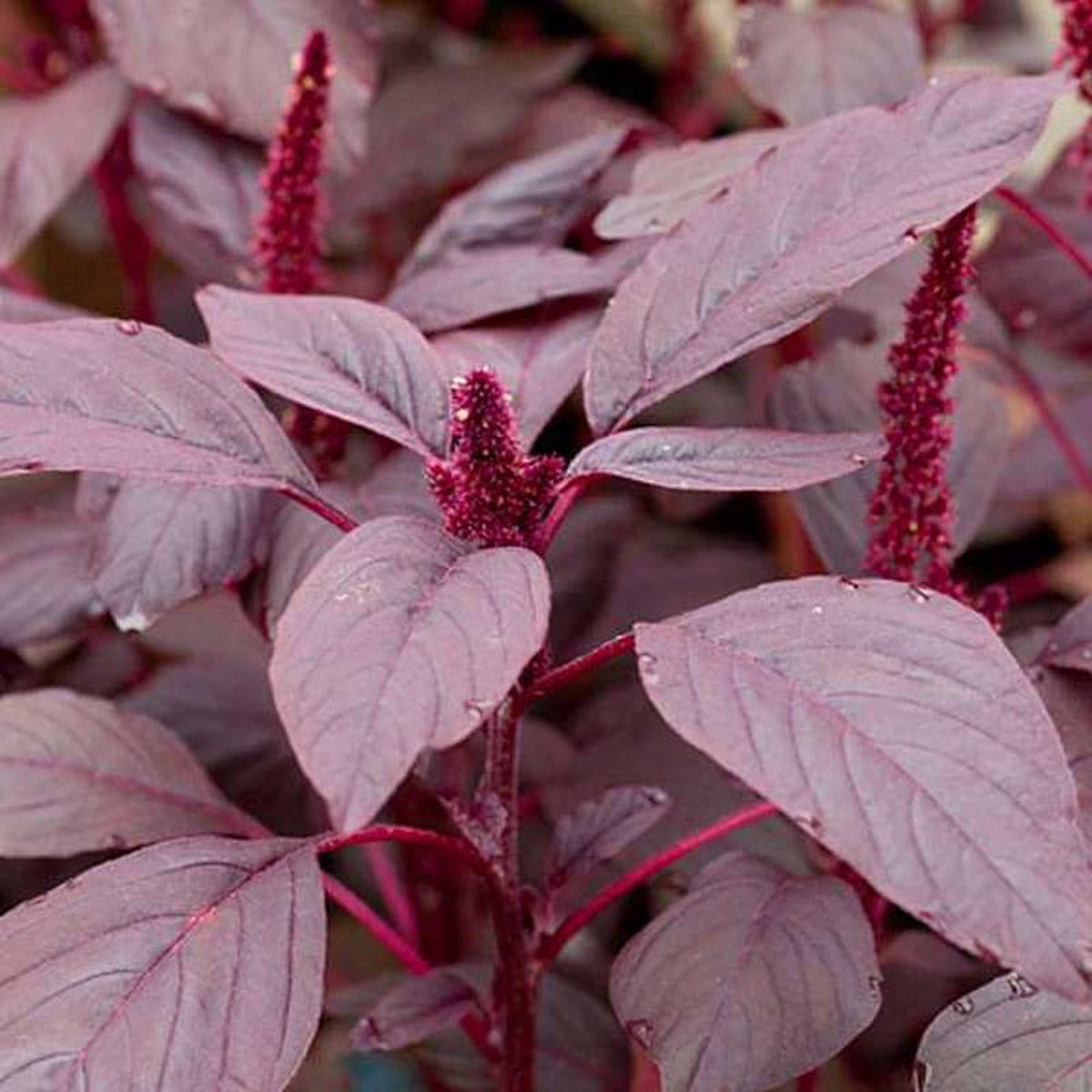 Choulai Red Edible Amaranthus Red Edible 8211 Desi Vegetable Seeds