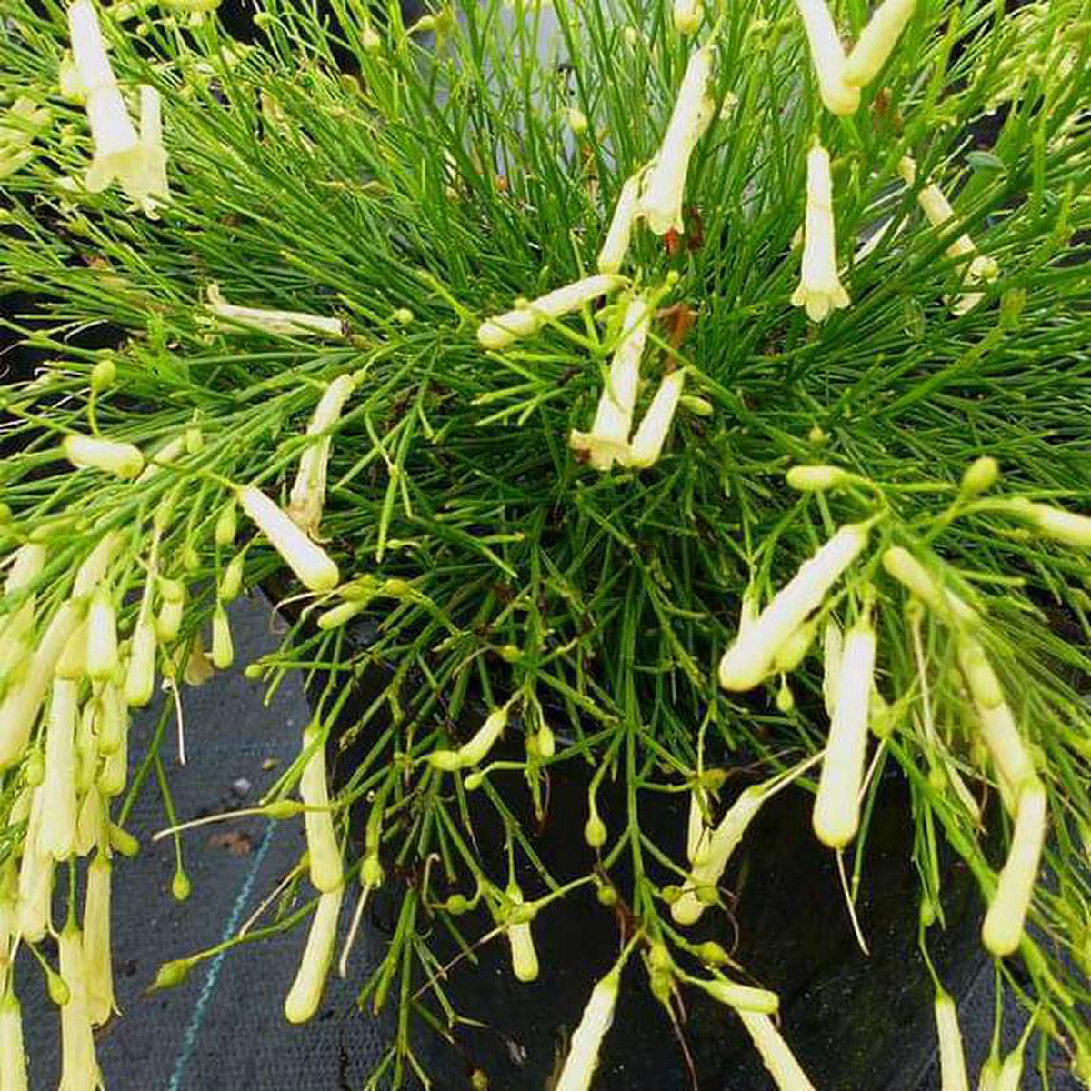 Russelia (Yellow) 8211 Plant