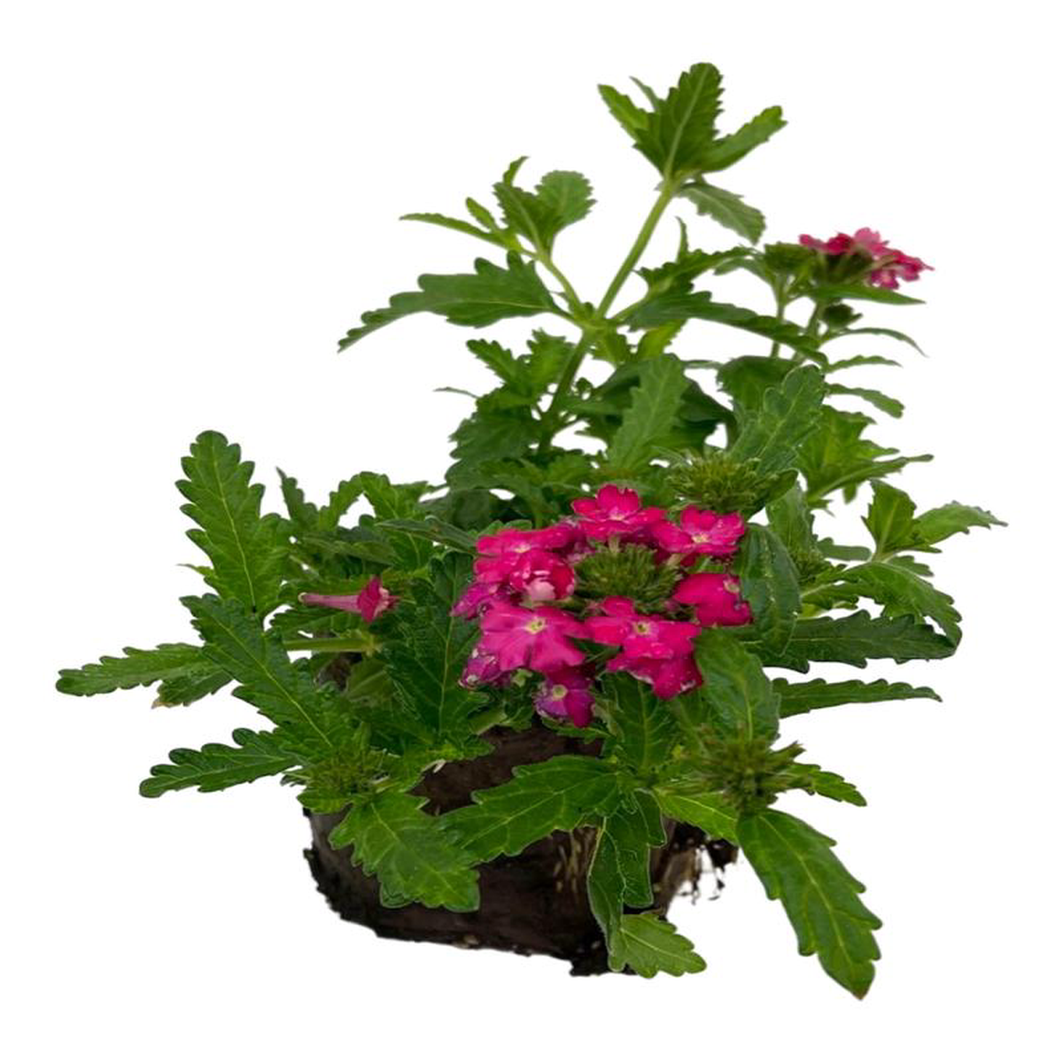 Verbena 8216Lanai Deep Pink8217 6 Inch