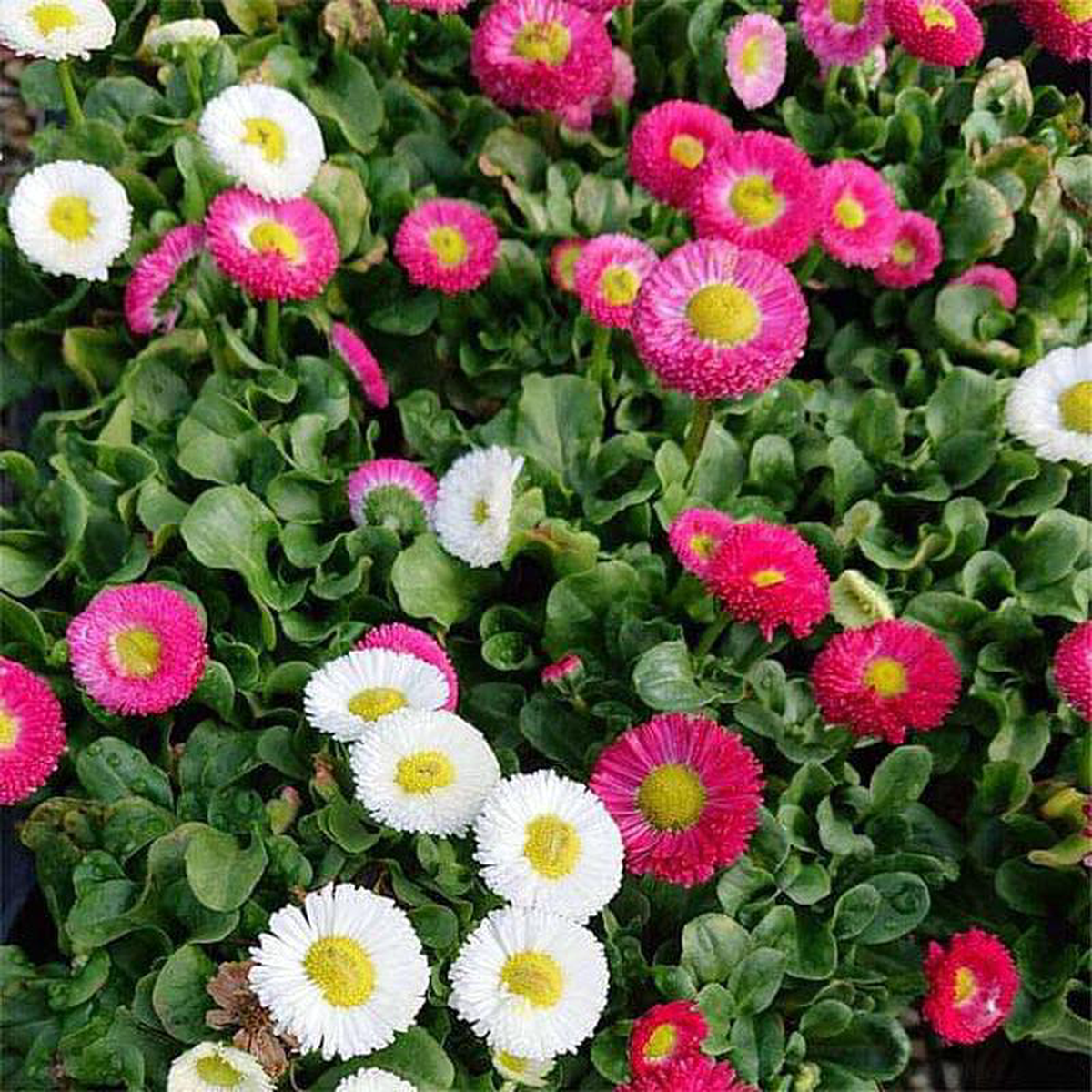 Bellis Perensis Daisy Mixed Color 8211 Flower Seeds