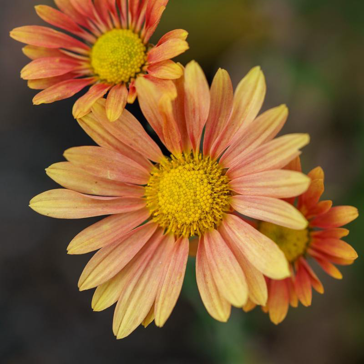 Campfire Glow Chrysanthemum 1 Gallon