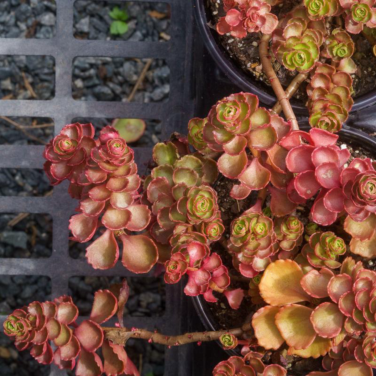Dragon8217s Blood Stonecrop 1 Gallon