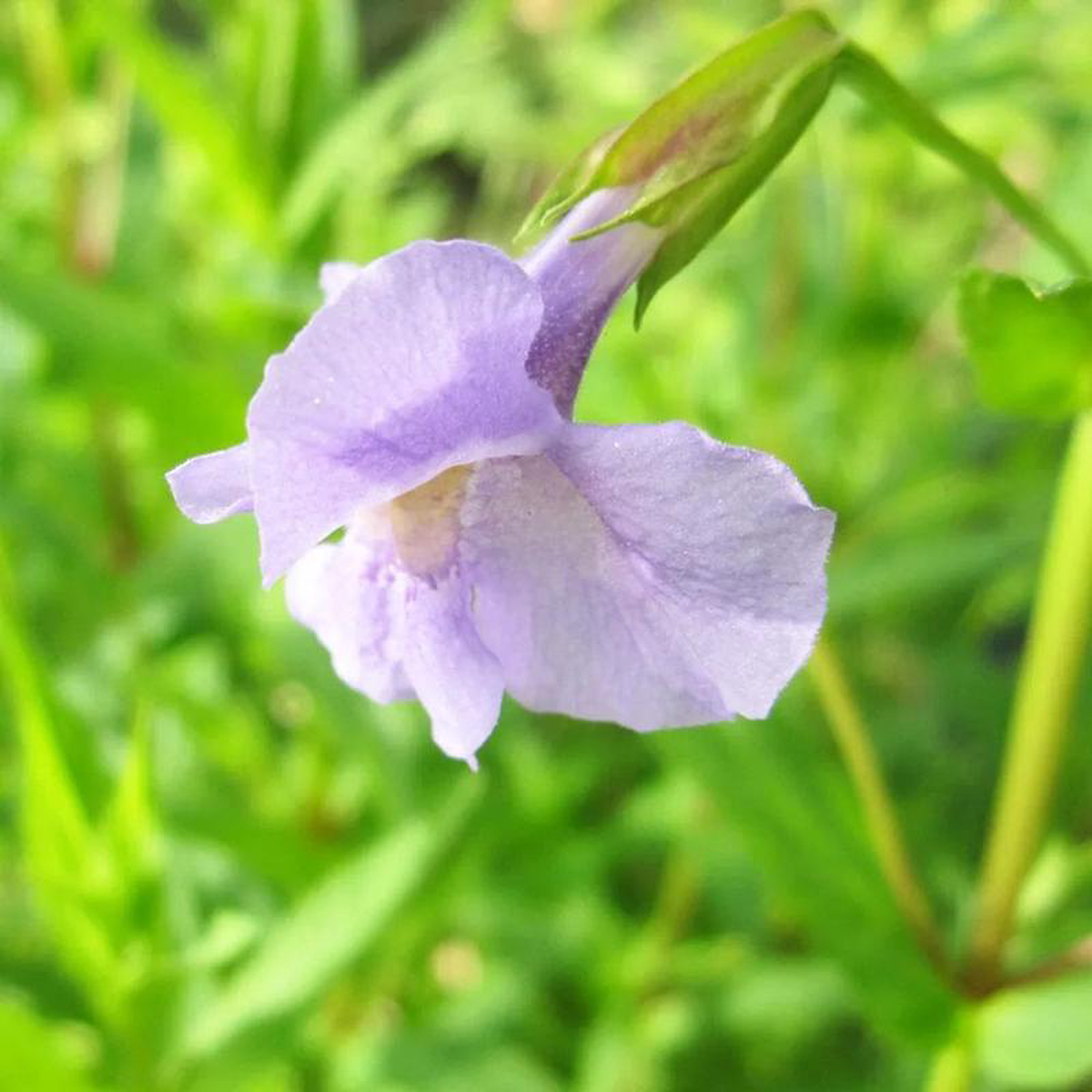 Mimulus Ringens Aquatic Pond Plant 8211 Allegheny Monkey Flower 3ltr Pot Size
